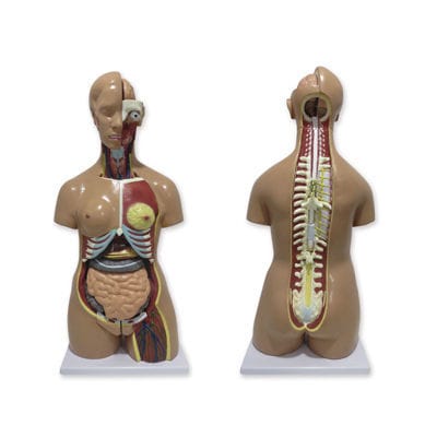 Modello anatomico di torso - QBB041 - Auxilab S.L. - didattico / bisessuato