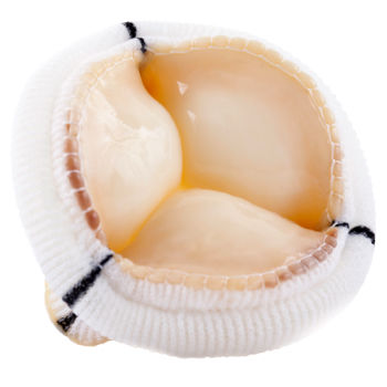 Bioprotesi valvolare mitrale - TLPB - Labcor - in tessuto porcino