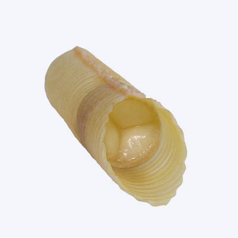 Bioprotesi vascolare di arteria - T08 - Labcor - con valvola / pediatrica