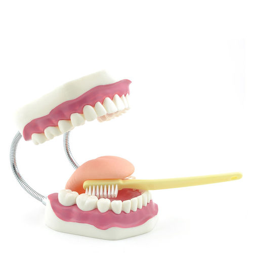 Modello anatomico di denti - H130372  - HeineScientific® - odontoiatrico / per igiene dentale / ad uso didattico