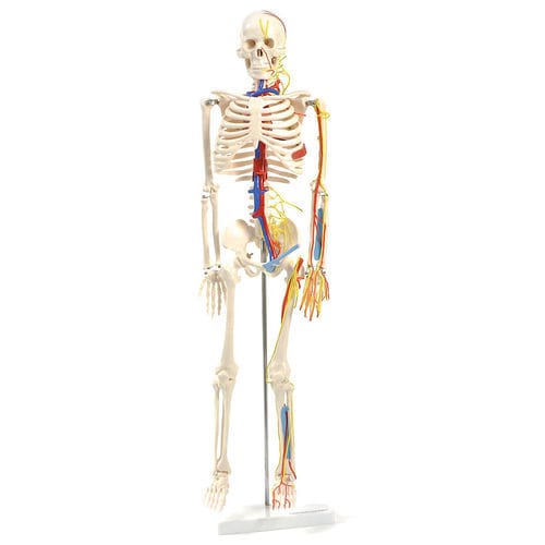 Modello anatomico di nervo - H130497  - HeineScientific® - di corpo intero / di scheletro / di sistema circolatorio