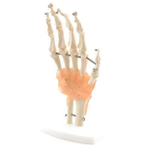 Modello anatomico di scheletro - H130371  - HeineScientific® - di mano / ad uso didattico / bianco