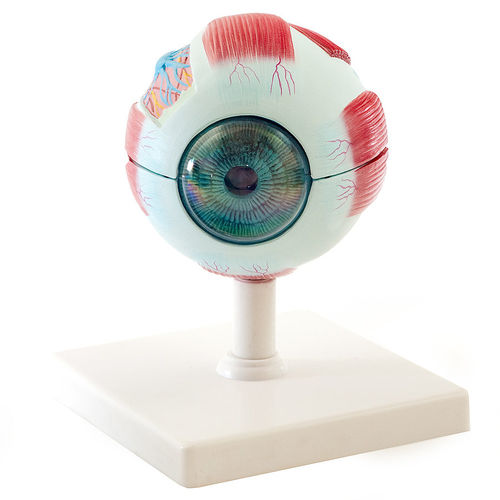 Modello anatomico di occhio - H139036  - HeineScientific® - ad uso didattico / in plastica / con muscolatura