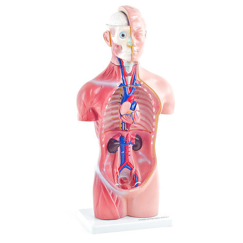 Modello anatomico di torso - H131120  - HeineScientific® - ad uso didattico / in plastica / con muscolatura