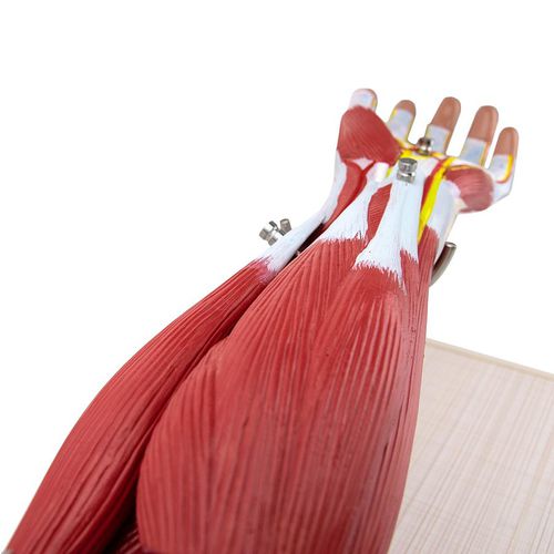 Modello anatomico di muscolo - H139011  - HeineScientific® - di braccio / ad uso didattico / con muscolatura