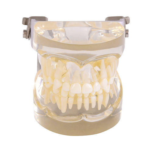Modello anatomico di denti - H131077  - HeineScientific® - di mandibola / odontoiatrico / ad uso didattico