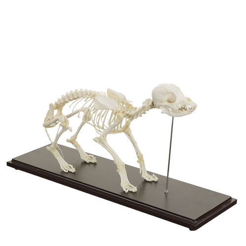 Modello anatomico di corpo intero - H190054 - HeineScientific® - di scheletro / veterinario / ad uso didattico
