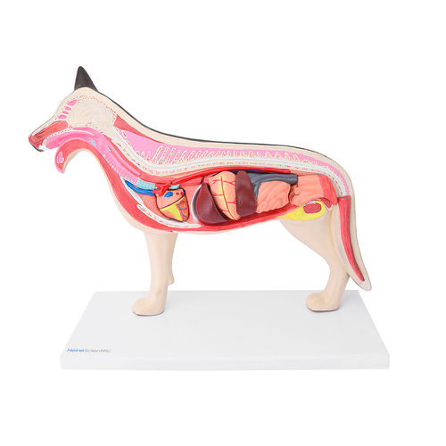 Modello anatomico di midollo spinale - H191772  - HeineScientific® - di stomaco / di retto / vescica