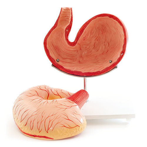 Modello anatomico di stomaco - H190079  - HeineScientific® - veterinario / ad uso didattico / cane