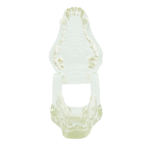 Modello anatomico di denti - H191178  - HeineScientific® - di mandibola / veterinario / ad uso didattico