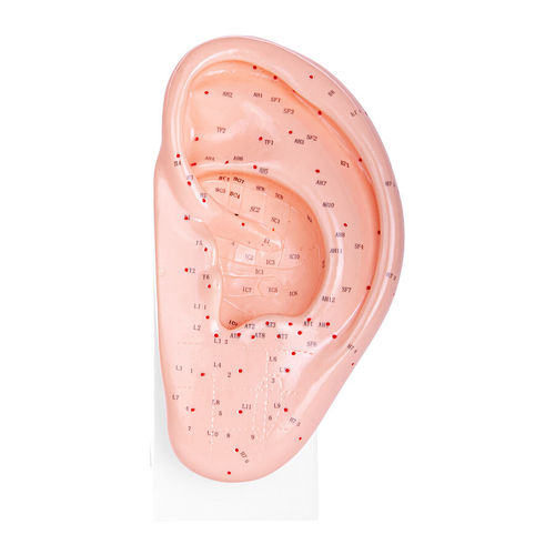 Modello anatomico di orecchio - H130348 - HeineScientific® - ad uso didattico / di agopuntura / in plastica
