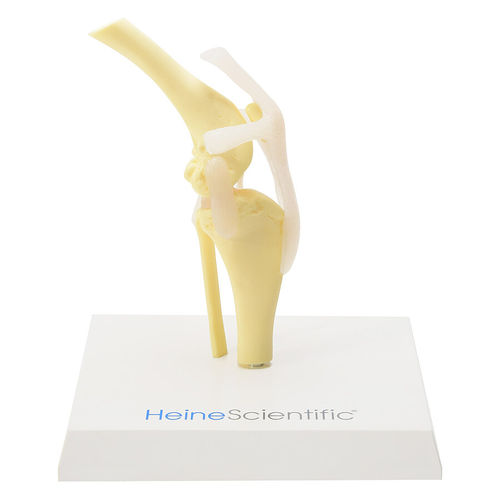 Modello anatomico per ginocchio - H139013  - HeineScientific® - di articolazione / di scheletro / veterinario
