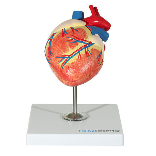 Modello anatomico di cuore - H191780  - HeineScientific® - di vasi sanguigni / veterinario / ad uso didattico