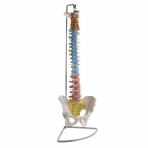 Modello anatomico di colonna vertebrale - H131267 - HeineScientific® - di bacino / ad uso didattico / flessibile