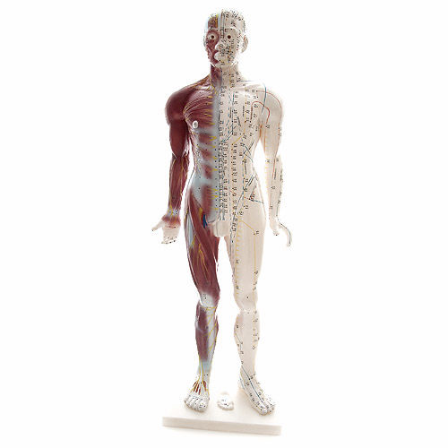 Modello anatomico muscolare - H129990 - HeineScientific® - di corpo intero / di arteria / di vena