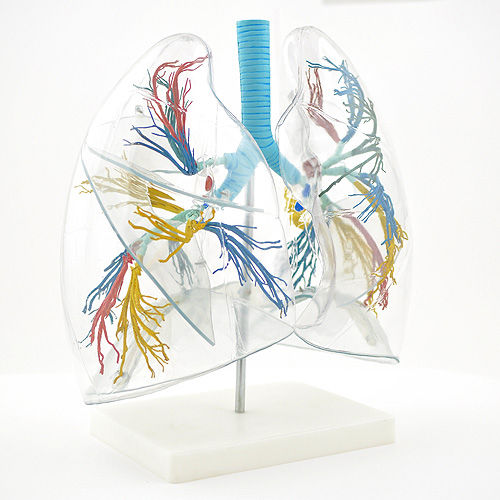 Modello anatomico di polmone - H130249 - HeineScientific® - bronchiale / ad uso didattico / in plastica