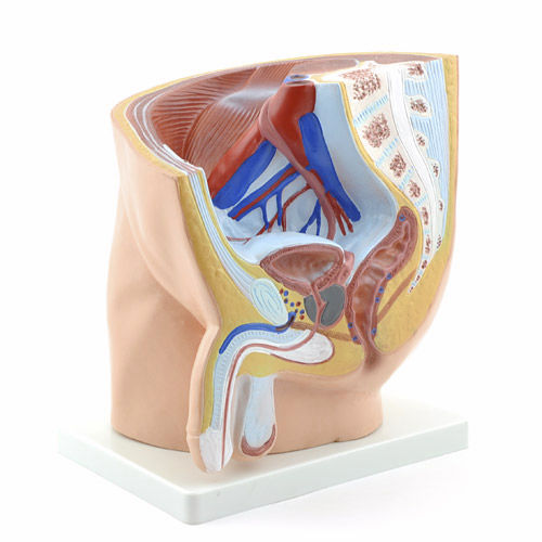 Modello anatomico di retto - H130375 - HeineScientific® - vescica / di prostata / di bacino