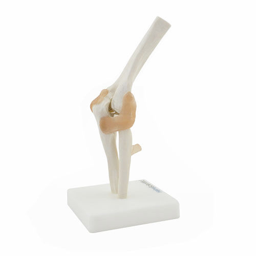 Modello anatomico di articolazione - H130492 - HeineScientific® - di scheletro / di radio / di omero