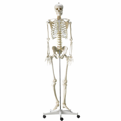 Modello anatomico rachideo - H495121 - HeineScientific® - di corpo intero / di scheletro / ad uso didattico
