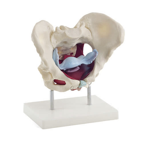 Modello anatomico di retto - H130826  - HeineScientific® - ano / vaginale / di utero