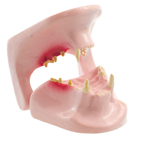 Modello anatomico di mandibola - H190051  - HeineScientific® - di denti / veterinario / ad uso didattico