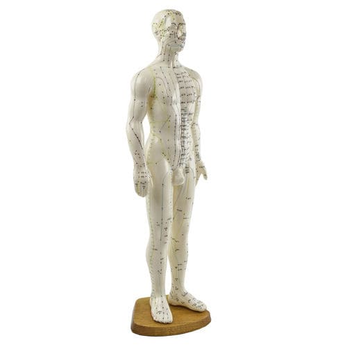 Modello anatomico di corpo intero - H134005 - HeineScientific® - di agopuntura / ad uso didattico / maschile