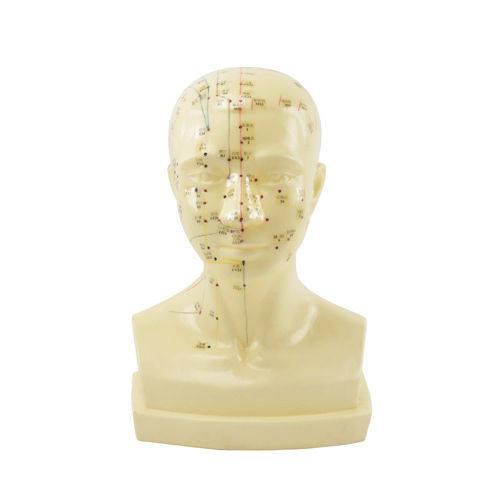 Modello anatomico di testa - H134010 - HeineScientific® - di agopuntura / ad uso didattico / in plastica