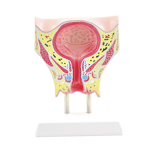 Modello anatomico vescica - H130481 - HeineScientific® - uretra / uretere / vaginale