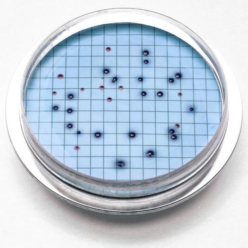 Reagente gel di agar - 2805215 - HACH LANGE Europe - per analisi di acque / disidratato / batteriologico