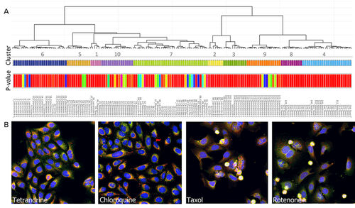 Software medico - StratoMineR™ - Molecular Devices - di analisi / di analisi delle immagini / di gestione