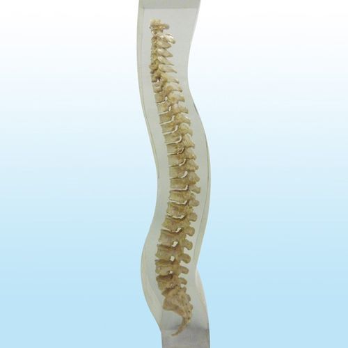 Phantom di calibrazione per radiografia - 12715 - QUART X-Ray QA Solutions - di rachide / di pelvi