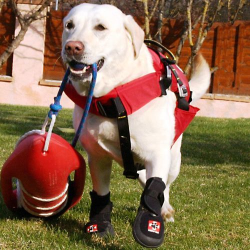 Tutore walker veterinario per cani - Thera-Paw - Thera-Paw - traspirante