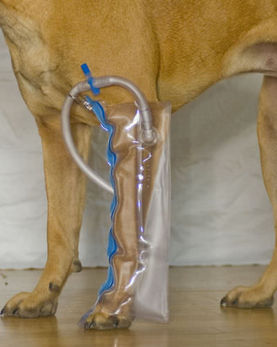 Steccobenda veterinaria per zampe - Thera-Paw - canina / gonfiabile