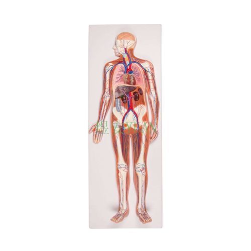 Modello anatomico di cuore - YA/C011 - Yuan Technology - di fegato / rene / di polmone