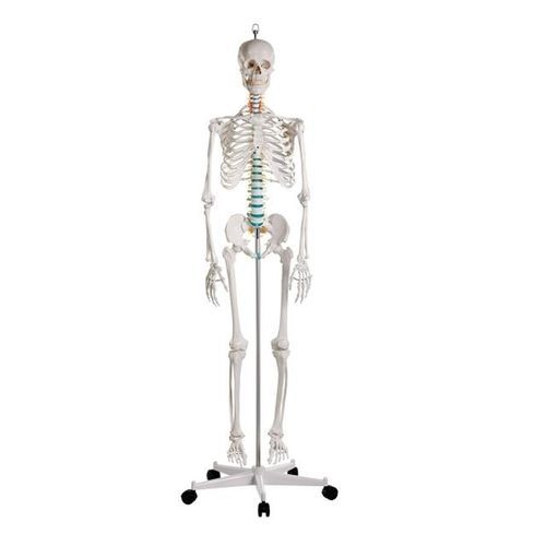 Modello anatomico di scheletro - YA/L011 - Yuan Technology - di mandibola / di articolazione / per ginocchio