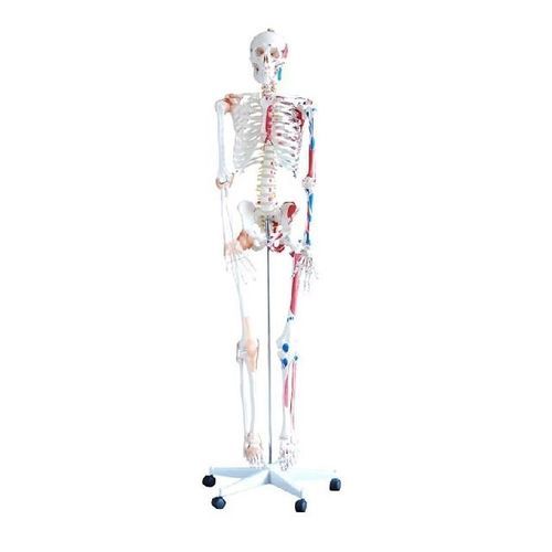 Modello anatomico di scheletro - YA/L011B - Yuan Technology - ad uso didattico / con marcatura dei muscoli