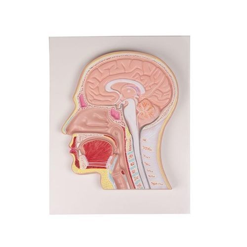 Modello anatomico di testa - YA/D041 - Yuan Technology - di collo / ad uso didattico