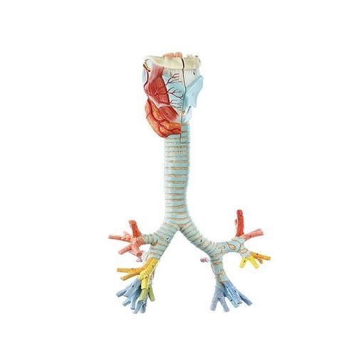 Modello anatomico di trachea - YA/R051 - Yuan Technology - bronchiale / ad uso didattico
