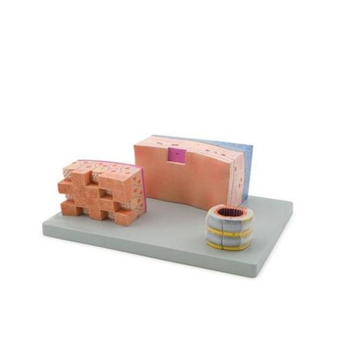 Modello anatomico di trachea - YA/R053 - Yuan Technology - ad uso didattico