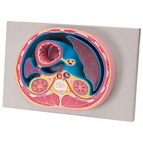 Modello anatomico toracico - YA/U077 - Yuan Technology - di stomaco / di fegato / rene
