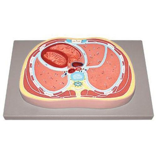 Modello anatomico addominale - YA/U078 - Yuan Technology - di cuore / di torace / ad uso didattico