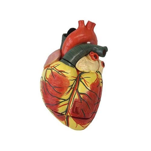 Modello anatomico di cuore - YA/C021 - Yuan Technology - ad uso didattico