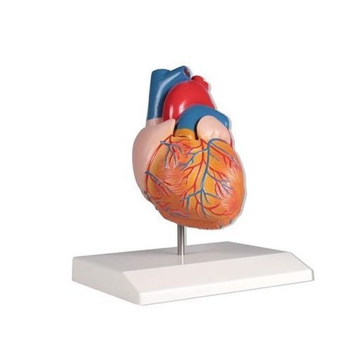 Modello anatomico di cuore - YA/C022 - Yuan Technology - ad uso didattico / in plastica
