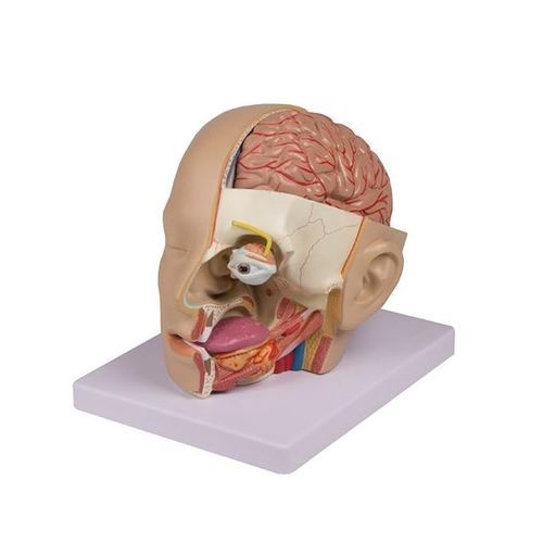 Modello anatomico di testa - YA/N028 - Yuan Technology - di cranio / di vasi sanguigni / di cervello