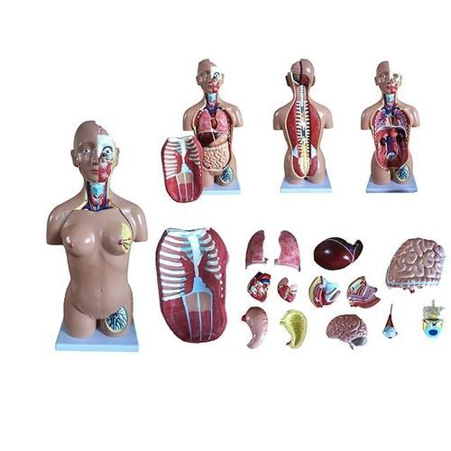 Modello anatomico di seno - YA/T022 - Yuan Technology - tronco / ad uso didattico / con muscolatura