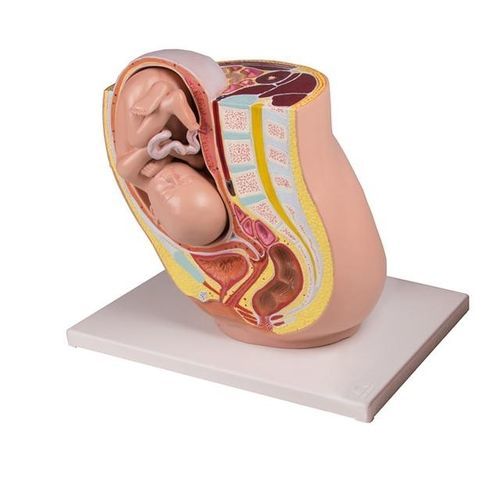 Modello anatomico di bacino - YA/HB051 - Yuan Technology - di gravidanza / femminile
