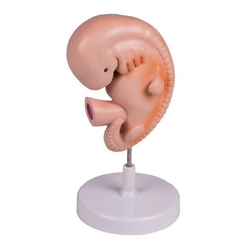 Modello anatomico di corpo intero - YA/HB053 - Yuan Technology - ad uso didattico / di embrione