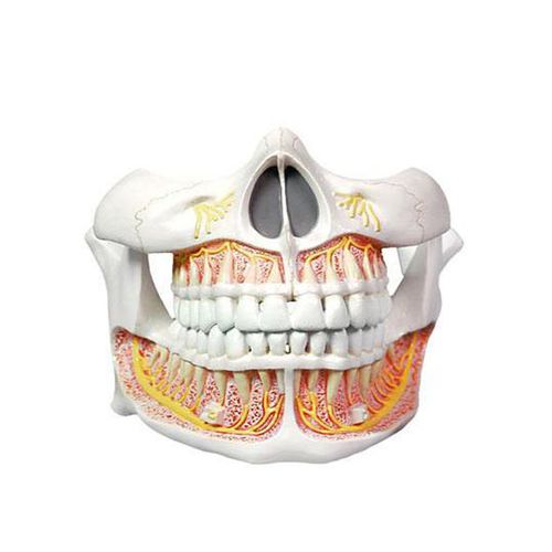 Modello anatomico di mandibola - YA/D056  - Yuan Technology - di denti / per cure odontoiatriche / ad uso didattico