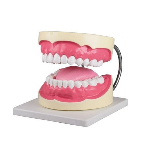 Modello anatomico odontoiatrico - YA/D057 - Yuan Technology - di lingua / per cure odontoiatriche / didattico