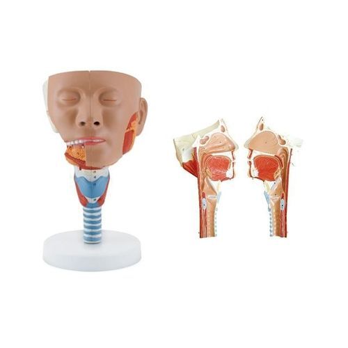 Modello anatomico di testa - YA/H022  - Yuan Technology - di laringe / di faringe / ad uso didattico